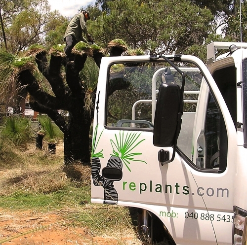 Large grass tree being pruned